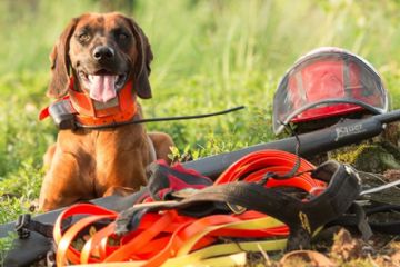 Modalit&#224; di recupero con cani da traccia della fauna selvatica ferita - Provvedimento Dirigenziale n. 6740 del 21.11.25